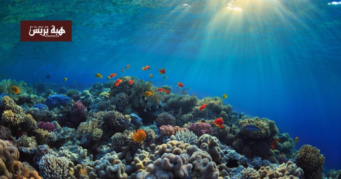 صورة مقربة لقنديل البحر الخالد (Turritopsis dohrnii) يسبح في المحيط