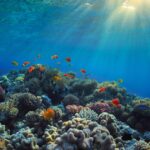 صورة مقربة لقنديل البحر الخالد (Turritopsis dohrnii) يسبح في المحيط